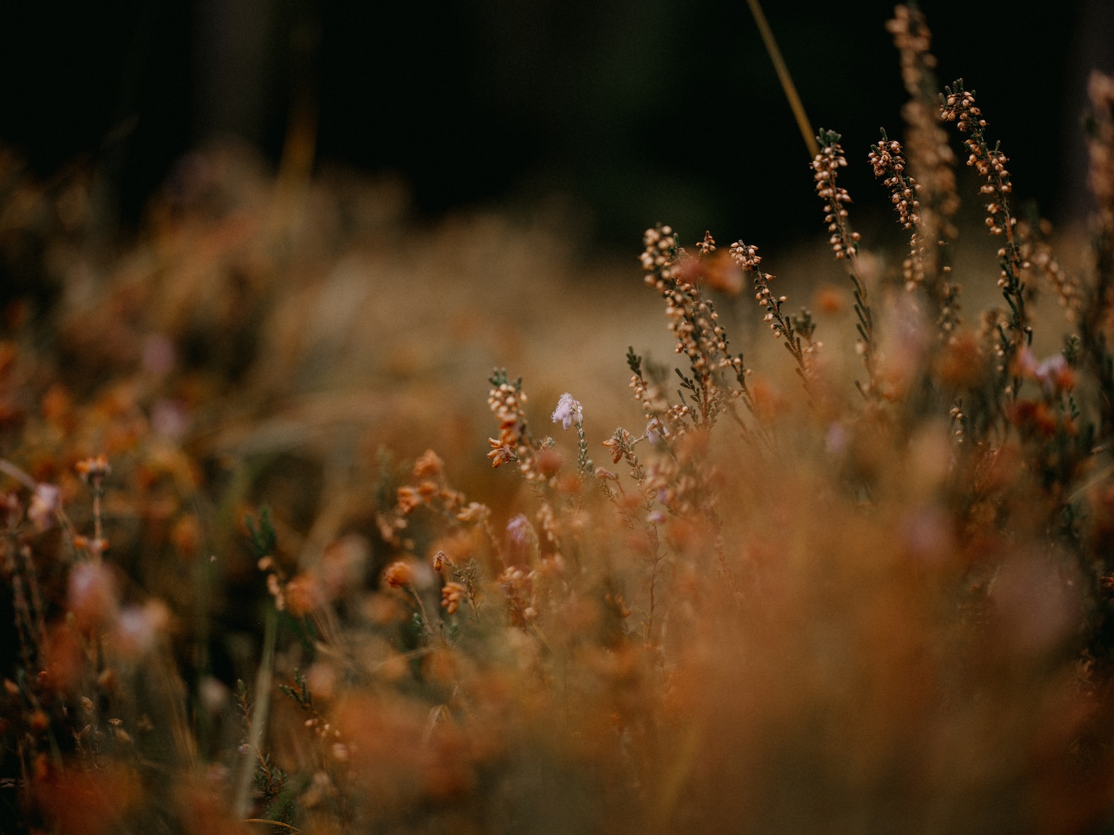 Photo by Annie Spratt a bunch of flowers that are in the grass