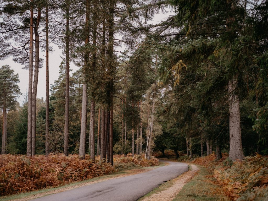 a road in the middle of a forest surrounded by tall trees